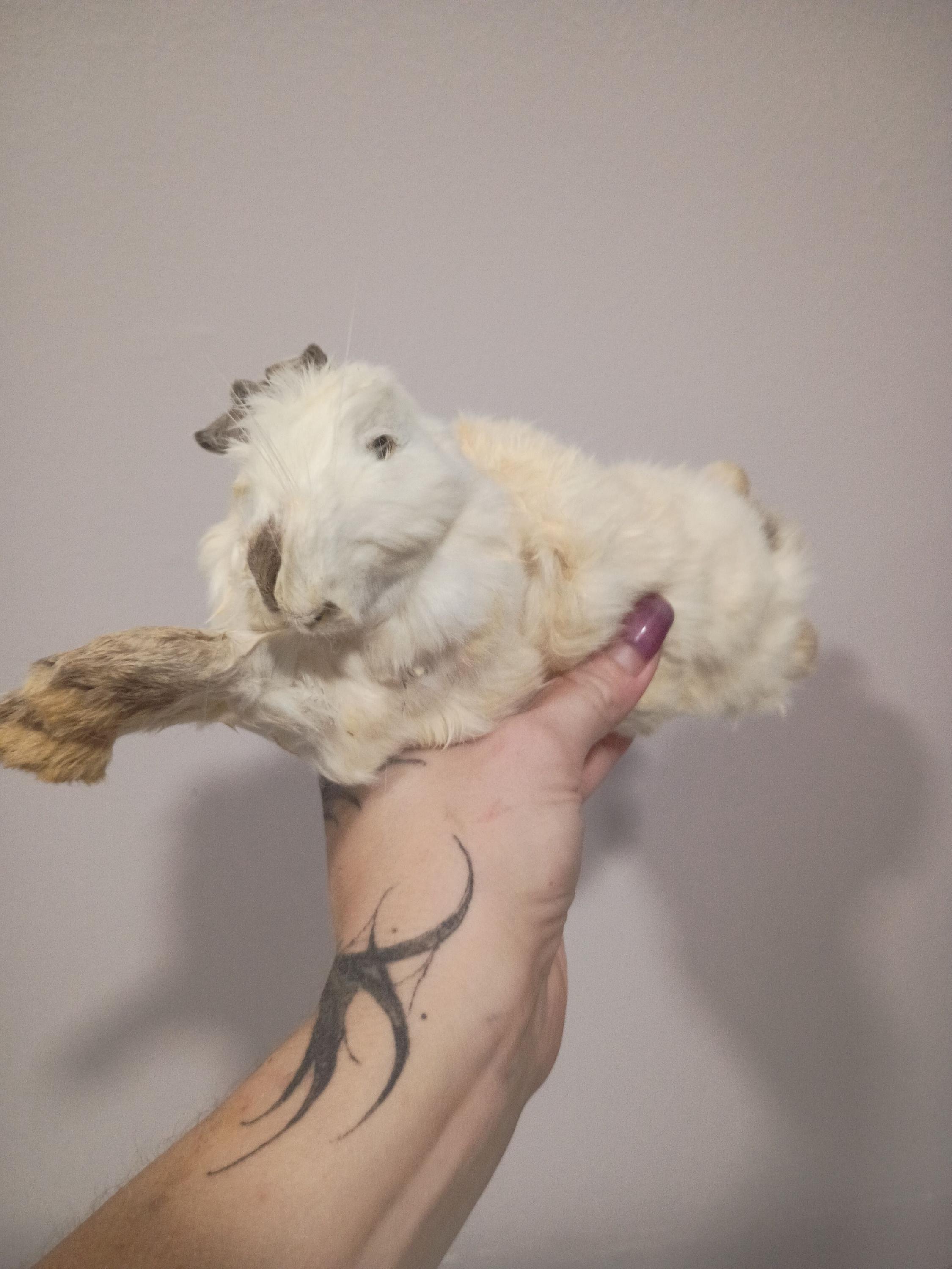 Mummified Rabbit Real Mummified Rabbit Head, Taxidermy Bunny Head, Preserved Animal Head ...