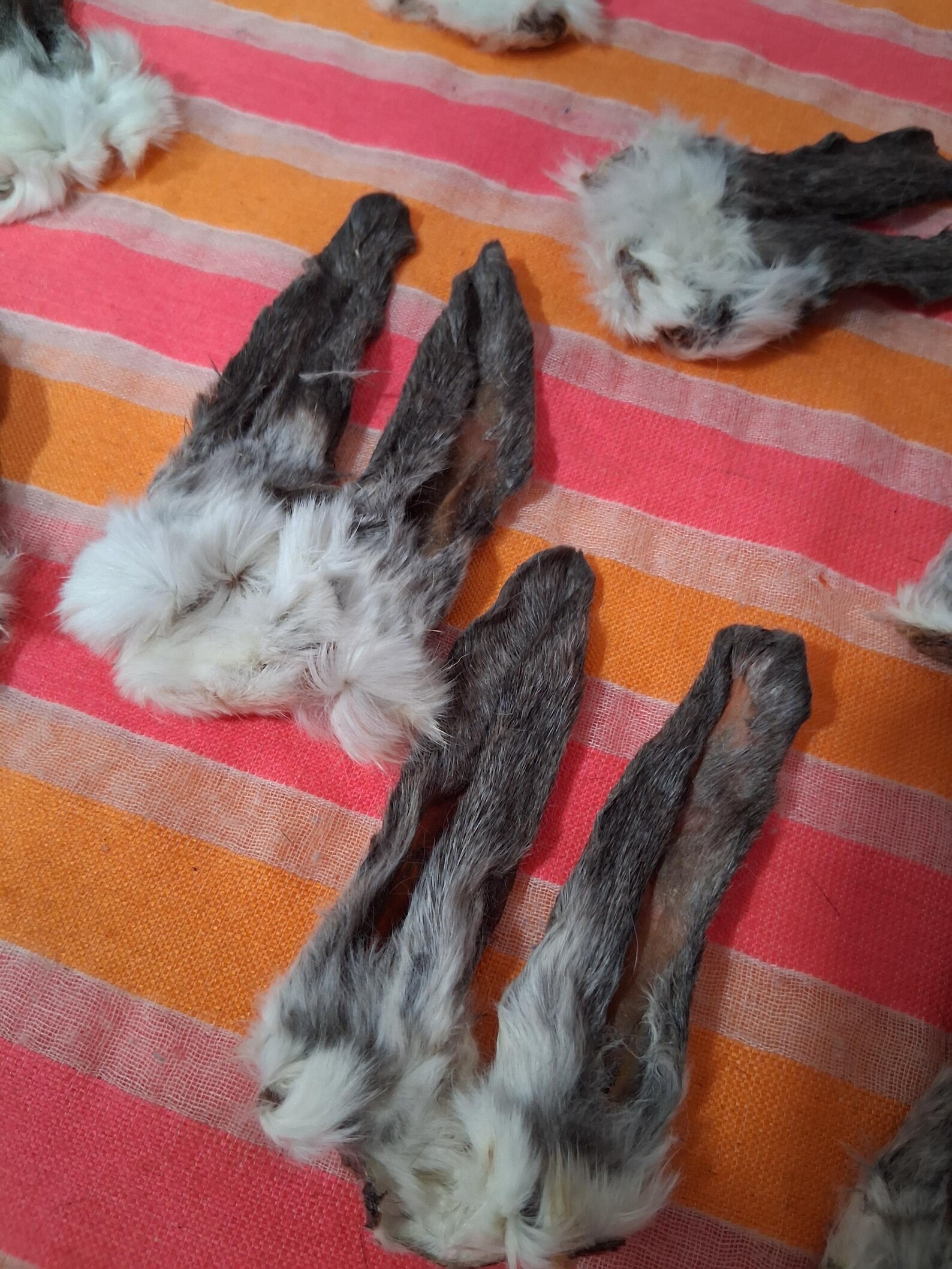Mummified Rabbit Real Mummified Rabbit Head, Taxidermy Bunny Head, Preserved Animal Head ...