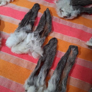 May include: Several rabbit ears with gray and white fur are arranged on a striped orange and pink fabric. The ears are long and slender, with a dark gray color on the outer edges and white fur at the base.