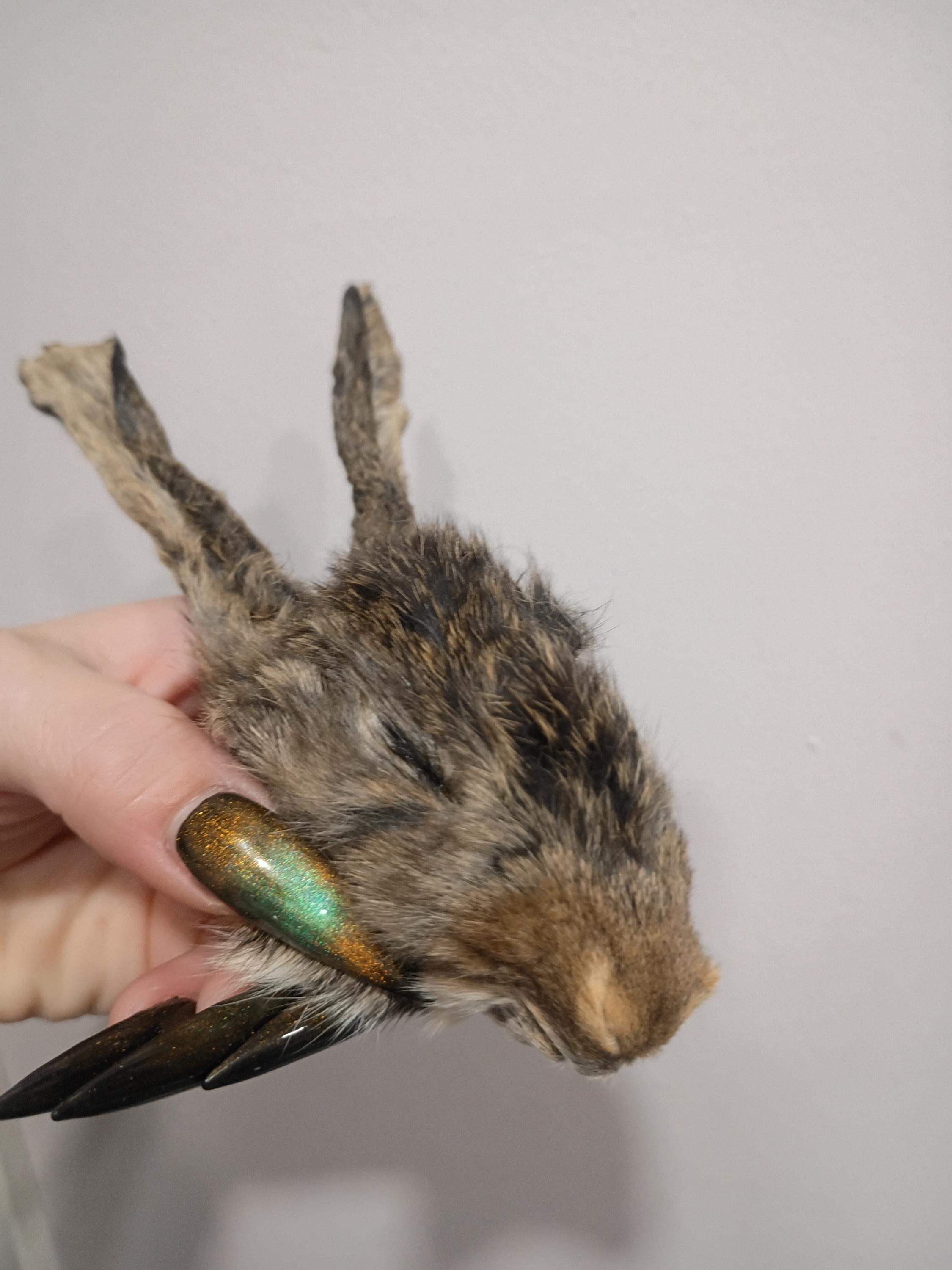 Mummified Rabbit Real Mummified Rabbit Head, Taxidermy Bunny Head, Preserved Animal Head ...