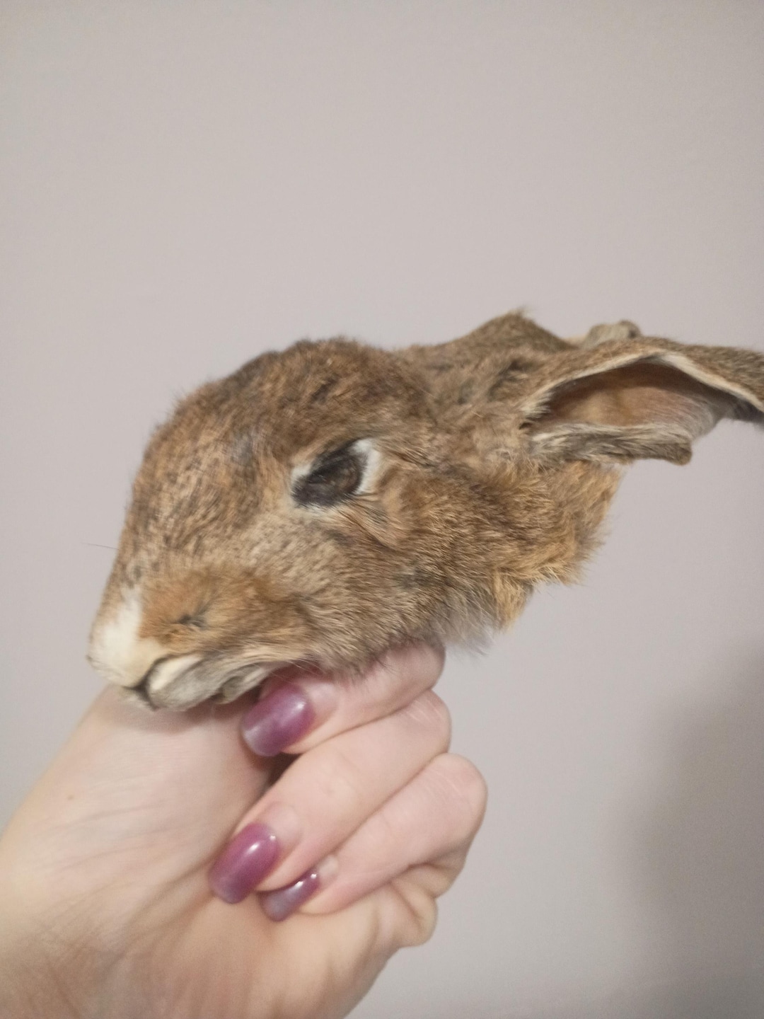Mummified Rabbit Real Mummified Rabbit Head, Taxidermy Bunny Head, Preserved Animal Head ...