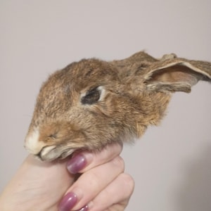 real mummified rabbit head, Taxidermy bunny head, preserved animal head, curiousity, oddity, alter decor, Taxidermy rabbit, unique gift idea