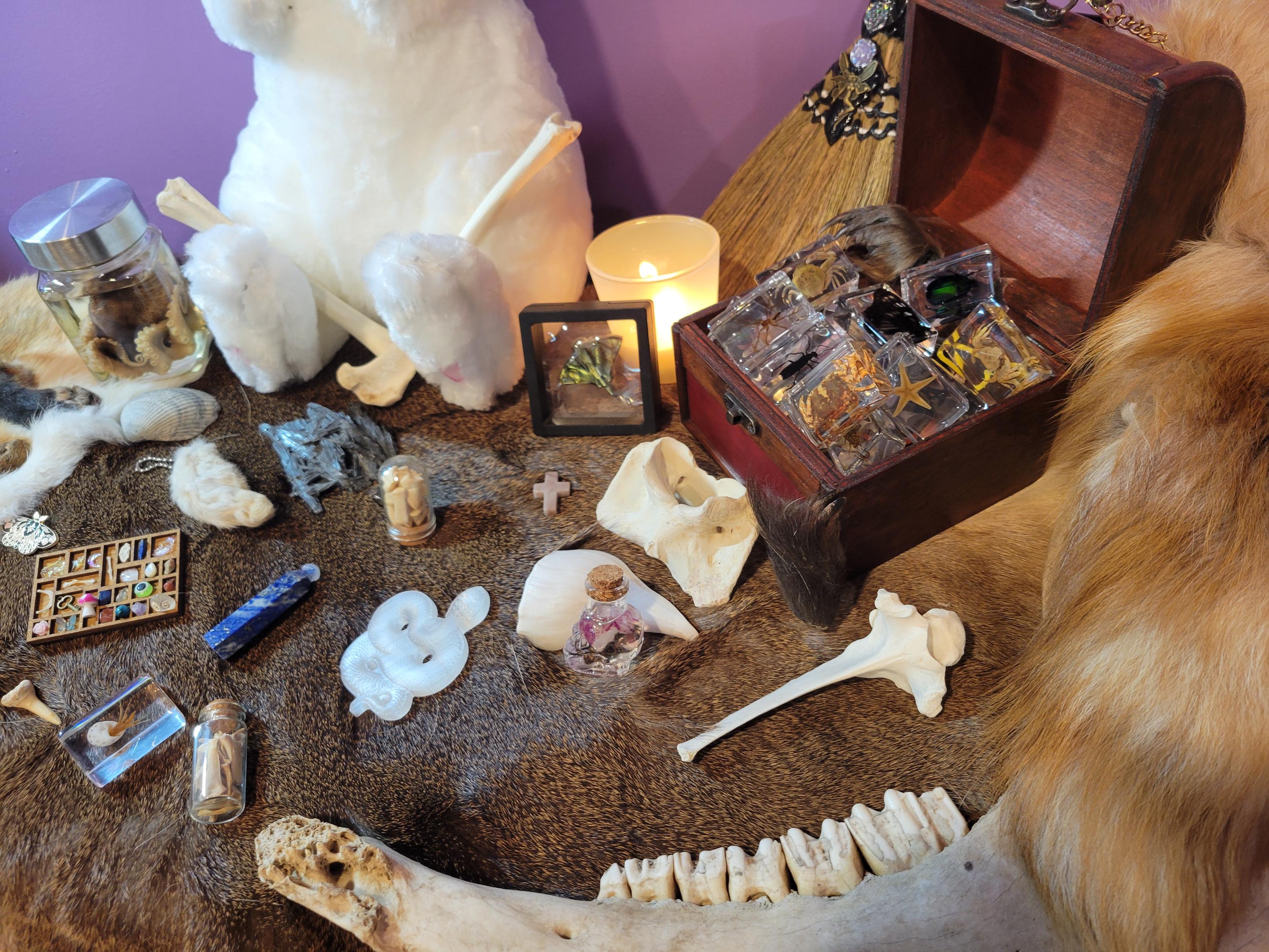 剥製＆珍品 - Etsy 日本