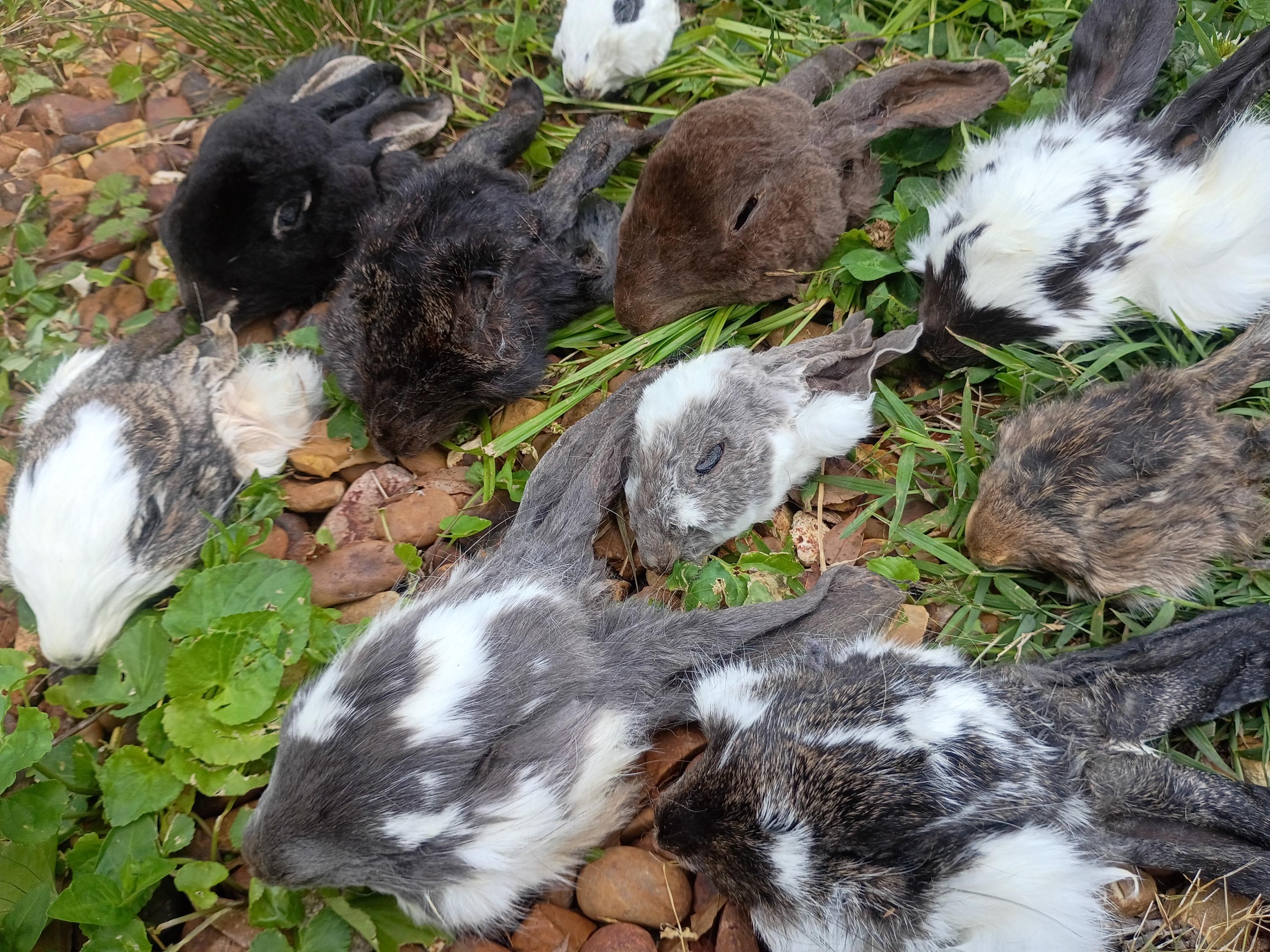 Mummified Rabbit Real Mummified Rabbit Head, Taxidermy Bunny Head, Preserved Animal Head ...