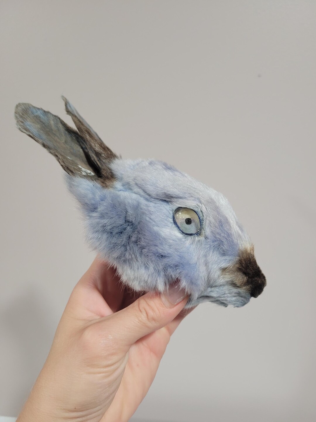 Real Mummified Rabbit Head, Taxidermy Bunny Head, Preserved Animal Head ...