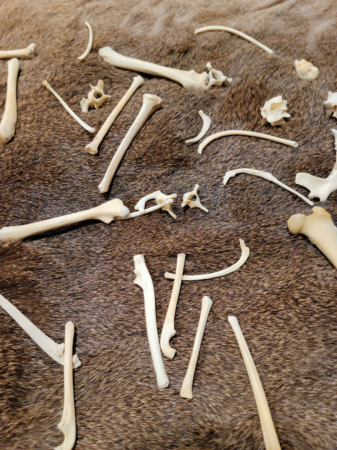 Bag O' Bones, Bag-a-bones, Oddity, 7-piece Curio, Oddity Mystery Bag ...