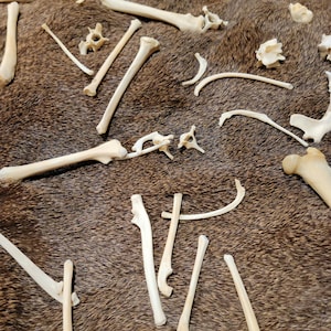 Könnte beinhalten: Eine Sammlung verschiedener Tierknochen, darunter lange Knochen, Rippen und Wirbel, die auf einer braunen Fellfläche ausgelegt sind.
