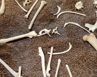 7-Piece Animal Bone Curio Bag: Ethically Sourced Oddity Collection