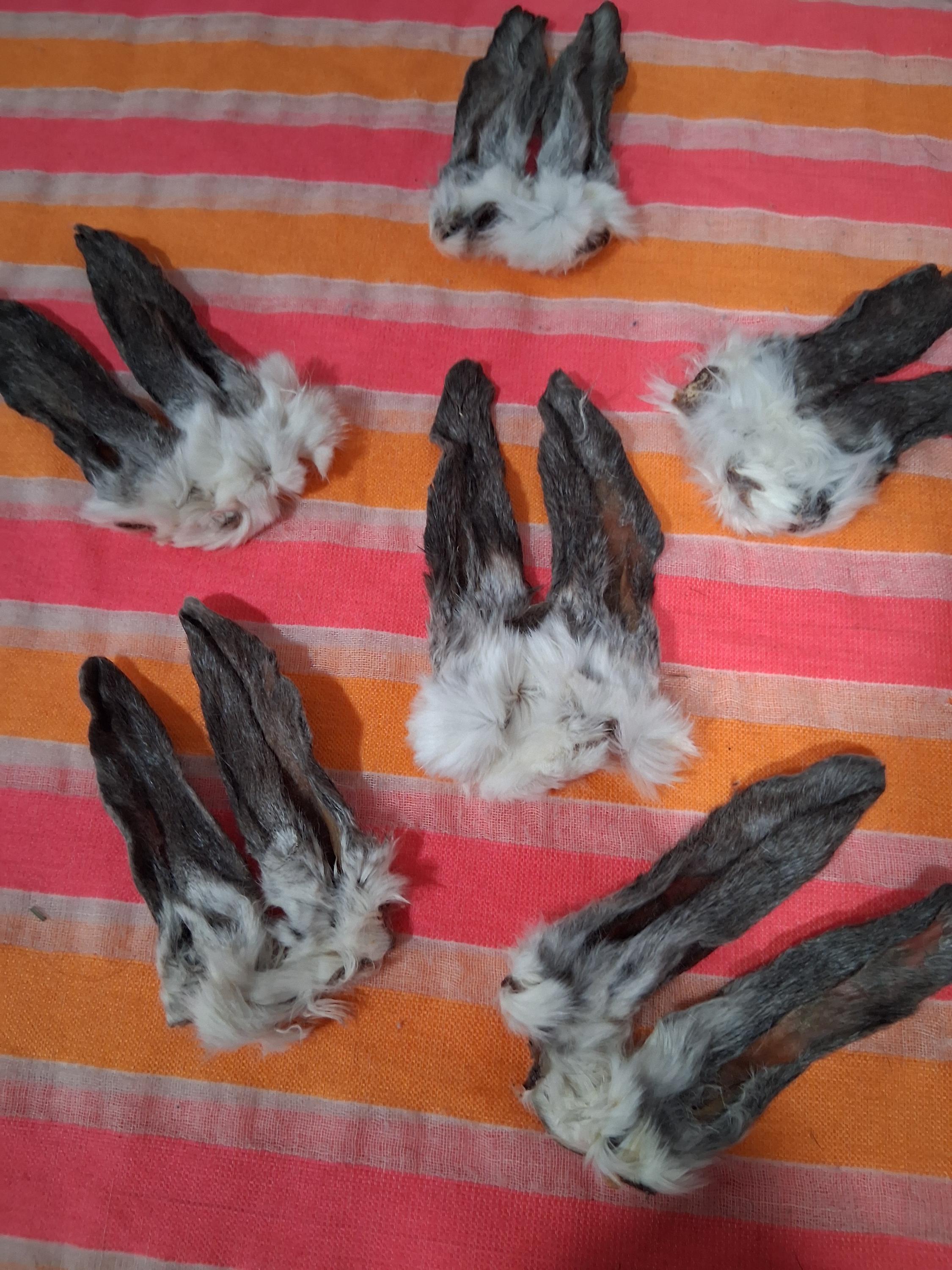 Real Mummified Rabbit Ears, Ear Taxidermy Cute Ears Black and Gray ...