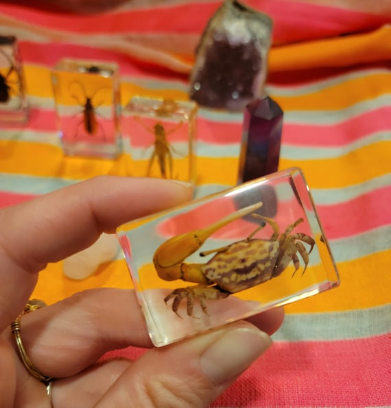 6pcs Insect in Resin Specimen, Bugs Collection Paperweights Animal Specimen for Kids Bug Preserved in Resin