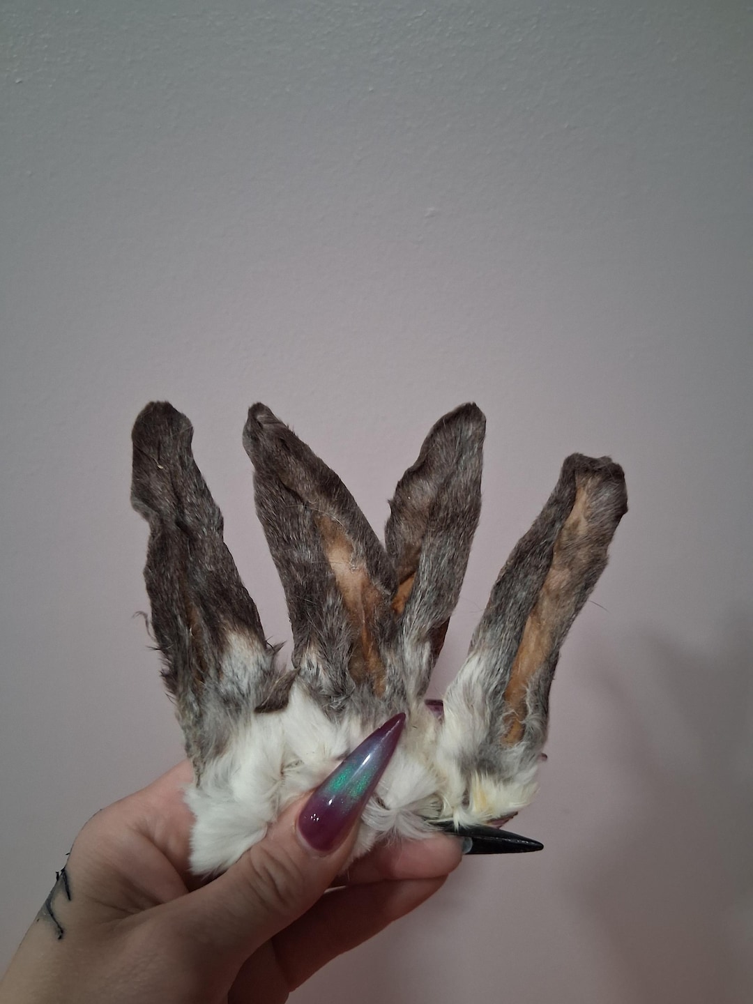 Real Mummified Rabbit Ears, Ear Taxidermy Cute Ears Black and Gray ...