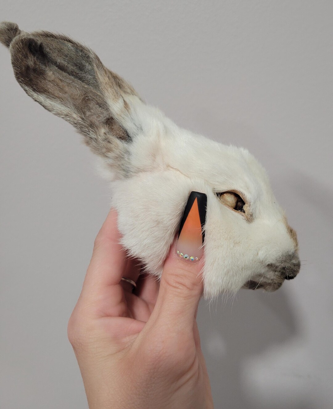 Real Mummified Rabbit Head, Taxidermy Bunny Head, Preserved Animal Head ...