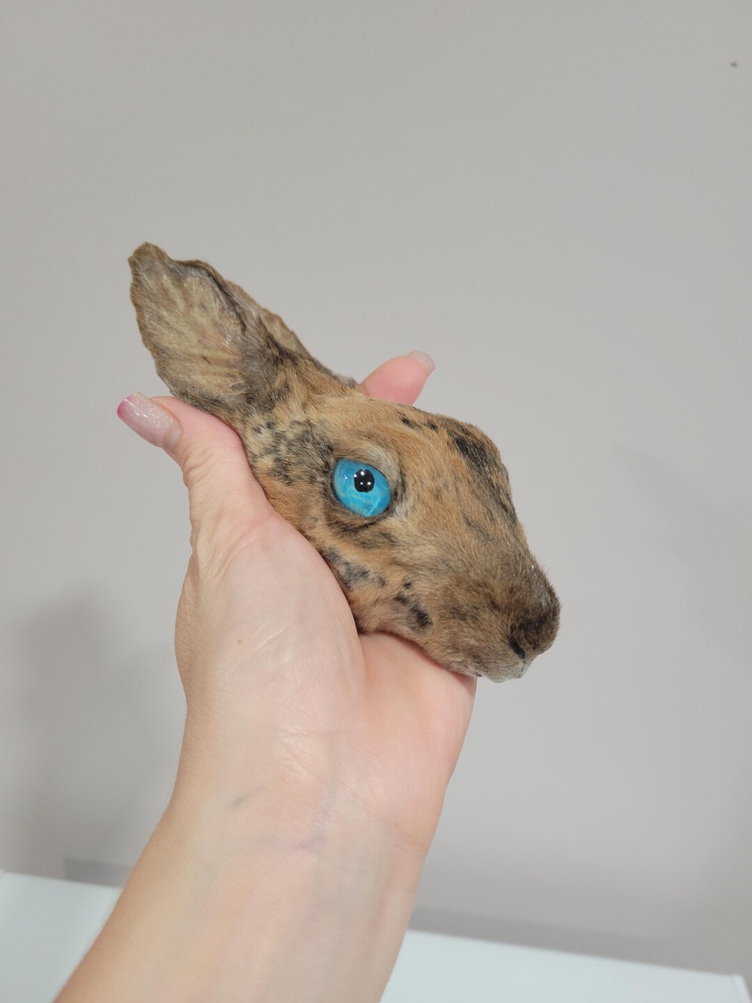 Mummified Rabbit Real Mummified Rabbit Head, Taxidermy Bunny Head, Preserved Animal Head ...