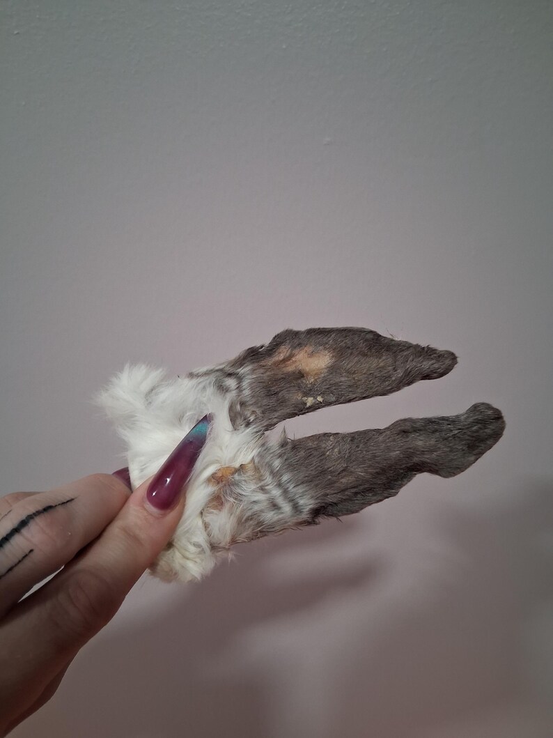 Real Mummified Rabbit Ears, Ear Taxidermy Cute Ears Black and Gray ...