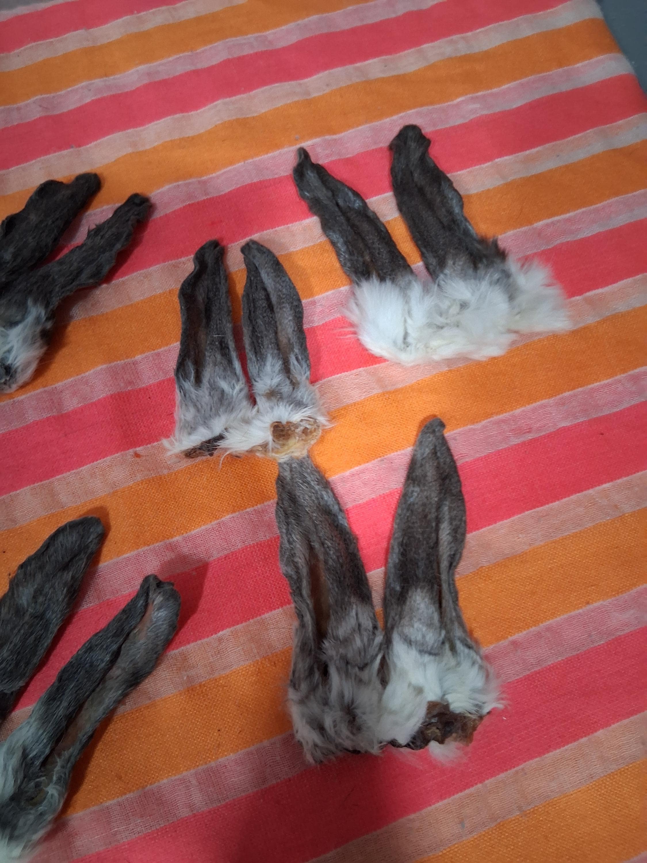Real Mummified Rabbit Ears, Ear Taxidermy Cute Ears Black and Gray ...