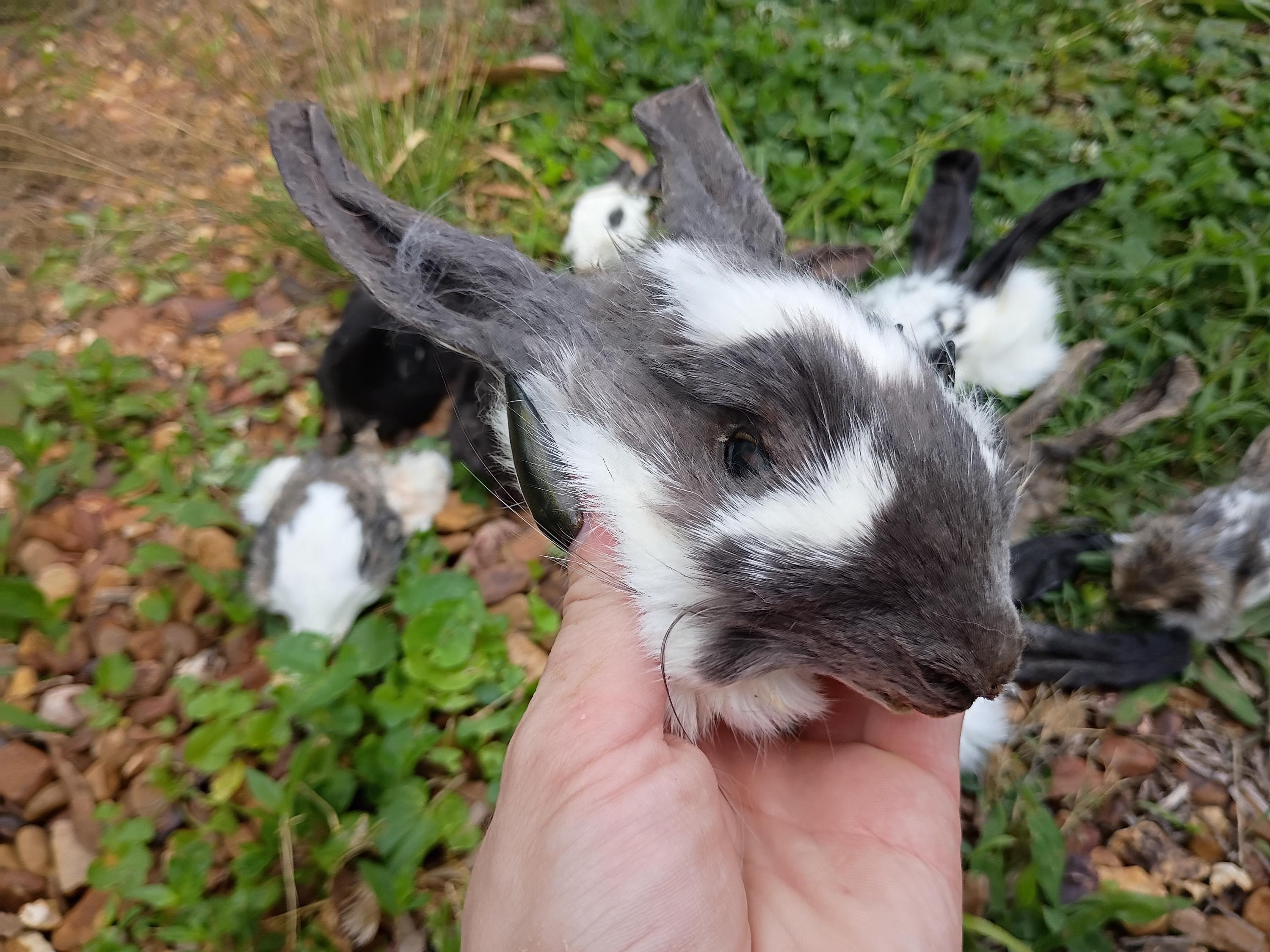 Mummified Rabbit Real Mummified Rabbit Head, Taxidermy Bunny Head, Preserved Animal Head ...