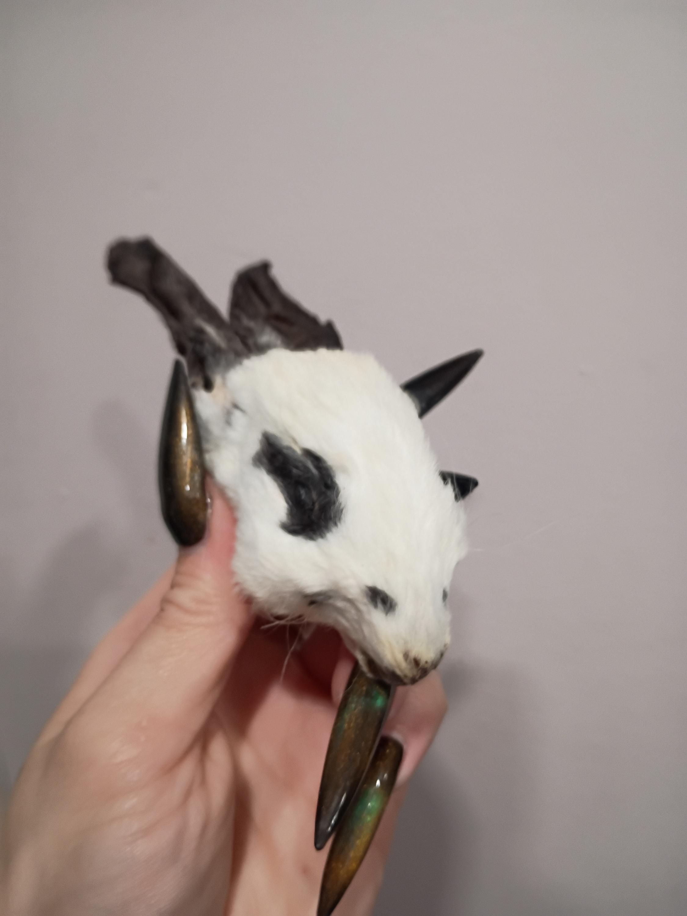 Mummified Rabbit Real Mummified Rabbit Head, Taxidermy Bunny Head, Preserved Animal Head ...