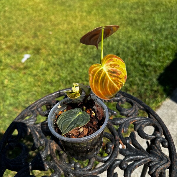 philodendron melanochrysum variegated