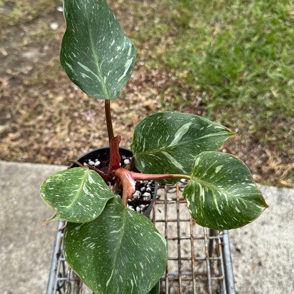 Philodendron White Knight Galaxy