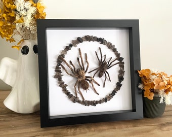 Real, preserved and framed Tarantulas with Smokey Quartz