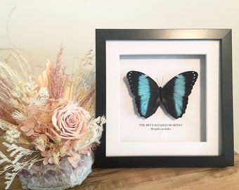 Real, preserved and framed Blue-banded Morpho butterfly