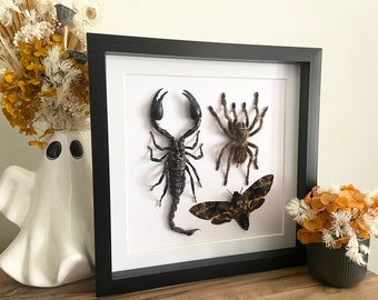 Real, preserved and framed Scorpion, Tarantula and Death’s Head Moth