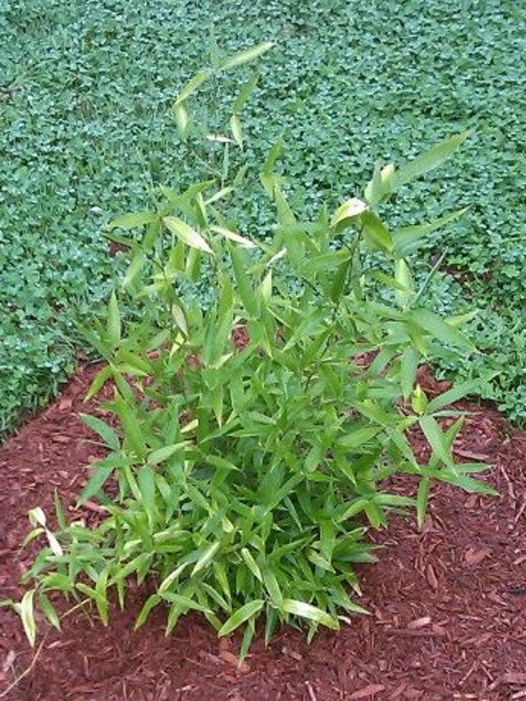 Incense Bamboo phyllostachys Atrovaginata/congesta please Etsy