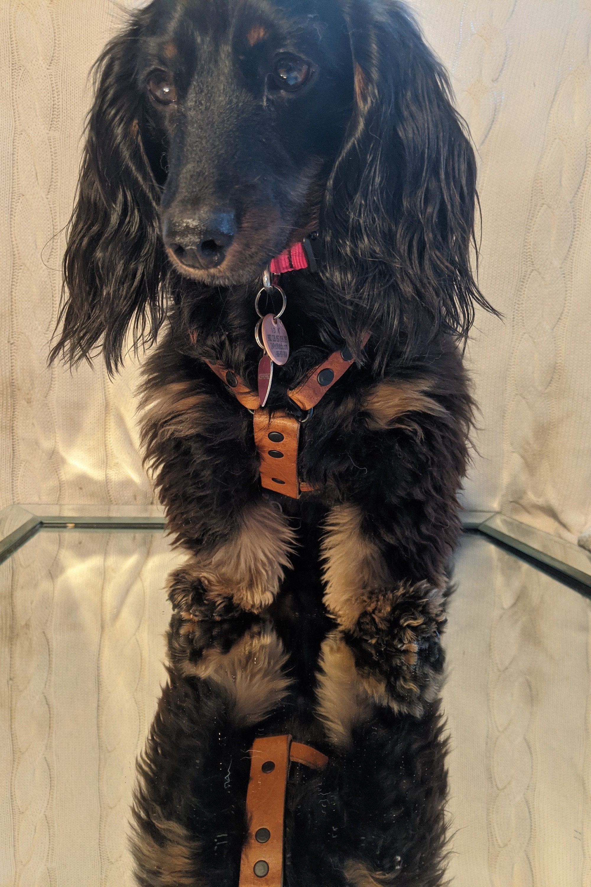 Dachshund harness Etsy