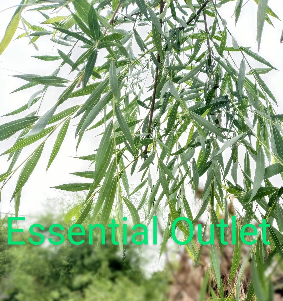 Cascading Weeping Willow Corkscrew Willow Bonsai Starter or Etsy