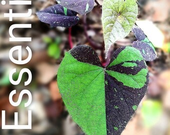 6 Freshly Cut Tip Cuttings Free Shipping with USPS Priority Mail 1-4 Day Shipping Sweet Caroline Purple Sweet Potato Vines