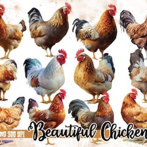 Watercolor Chicken Clipart - cute chickens png bundle, Farm animal PNG format, chicken sublimation, instant download for commercial use