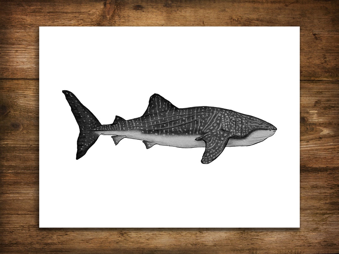 Shark Art Print Whale Shark Drawing Shark Artwork Pencil - Etsy