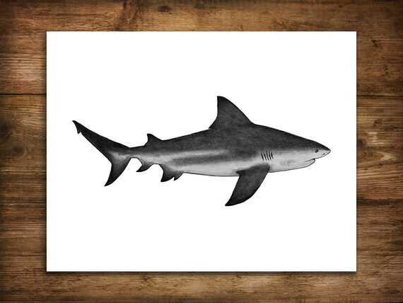 Shark Art Print Bull Shark Drawing Bull Shark Artwork - Etsy