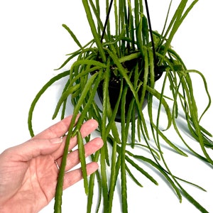 Lepismium bolivianum ~ 4.5" hanging basket ~ full plant~ Grower's Choice