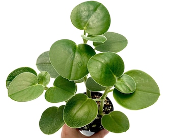 Peperomia Incana ~ Felted Pepperface ~ 3" pot ~ Grower's Choice