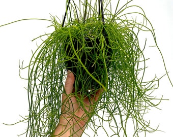 Rhipsalis campos-portoana ~ 4.5" Hanging Basket ~ Grower's Choice