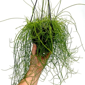 Rhipsalis campos-portoana ~ 4.5" Hanging Basket ~ Grower's Choice