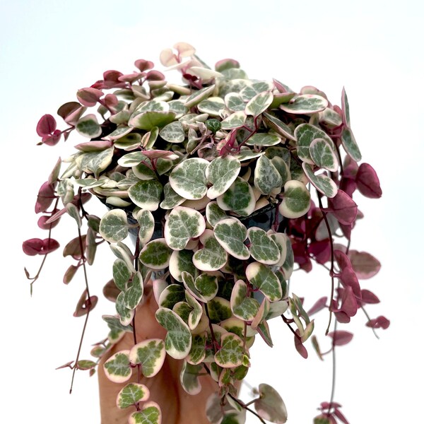 Variegated String of Pearls Full Pot Etsy