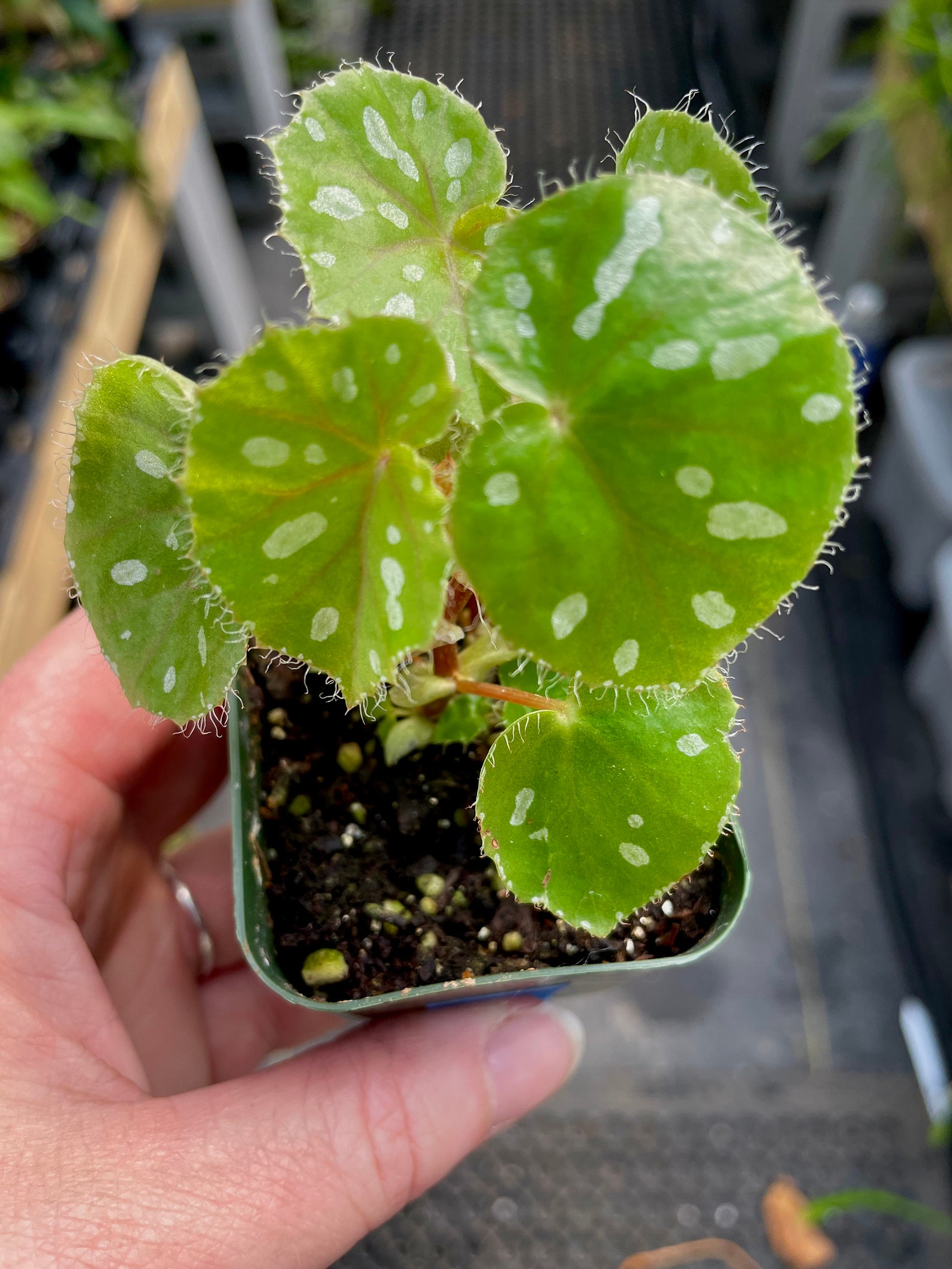 Begonia Jiewhoei 2 Pot Terrarium Culture Etsy