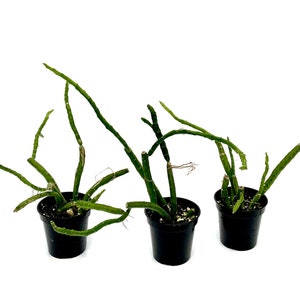 Selenicereus urbanianus 3.5 pot Grower's Choice image 2