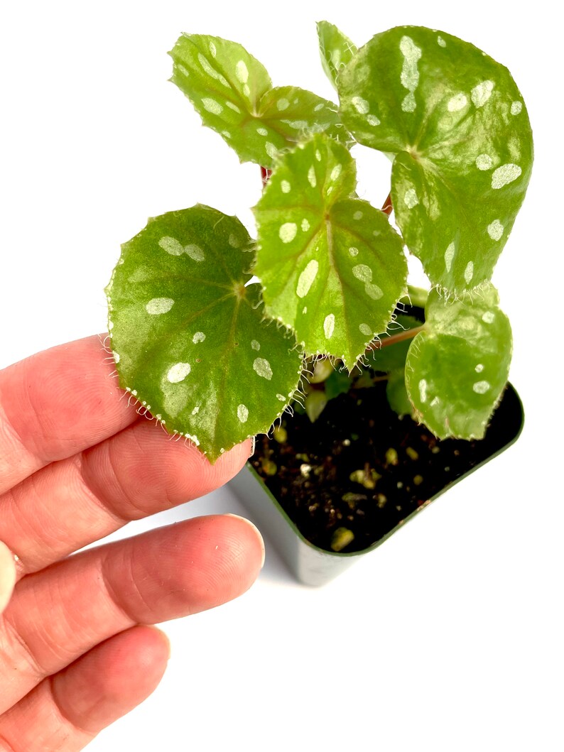 Begonia Jiewhoei 2 Pot Terrarium Culture Etsy