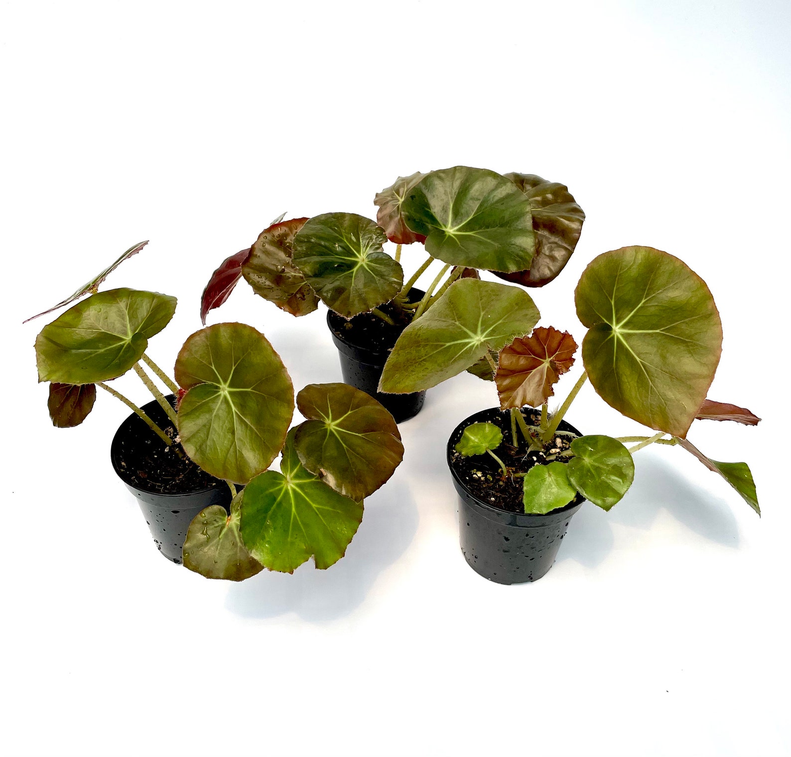 Begonia Erythrophylla