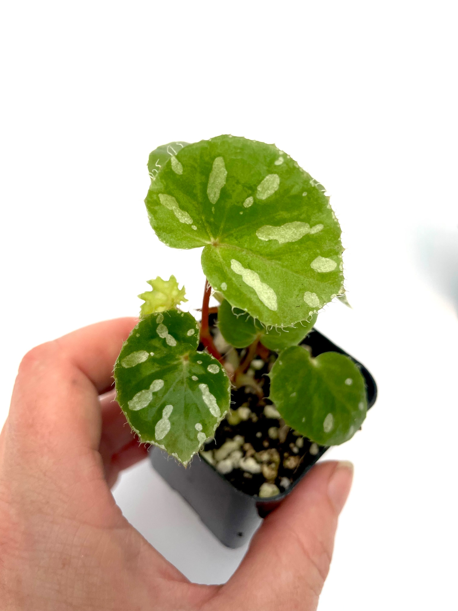 Begonia Jiewhoei 2 Pot Terrarium Culture Etsy