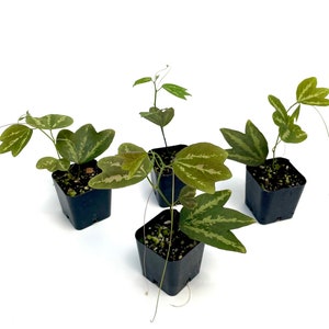 Passiflora trifasciata ~ 2" pot ~ Grower's Choice ~ Passion Flower