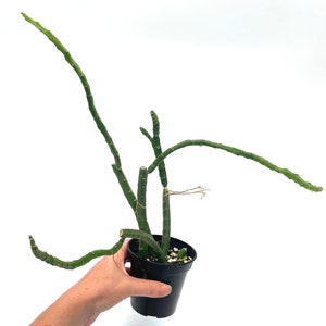 Selenicereus urbanianus 3.5 pot Grower's Choice image 5