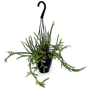 Rhipsalis baccifera ssp. horrida ~ Mouse Tail Cactus ~4.5&quot; hanging basket ~ full plant~ Grower&#39;s Choice