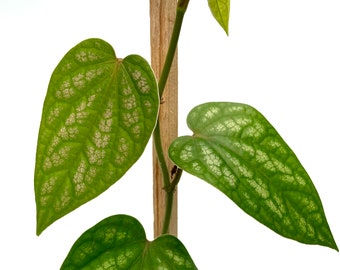 Piper sylvaticum~ Silver leaf ~ Grower's Choice ~ 3.5"pot