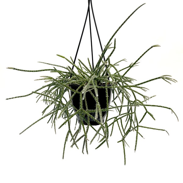 Rhipsalis pilocarpa ~4.5" hanging basket ~ full plant~ Grower's Choice