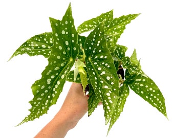 May include: A potted Begonia maculata plant featuring elongated, pointed green leaves with distinct white polka dot patterns on the surface. The foliage has a glossy texture with serrated edges and a light green underside visible on some leaves.