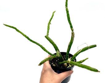 Selenicereus urbanianus~ 3.5" pot~ Grower's Choice